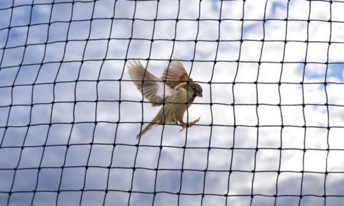 Pigeon Safety Nets